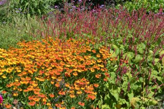 colourful flowers in the garden called Borde Hill in the south England