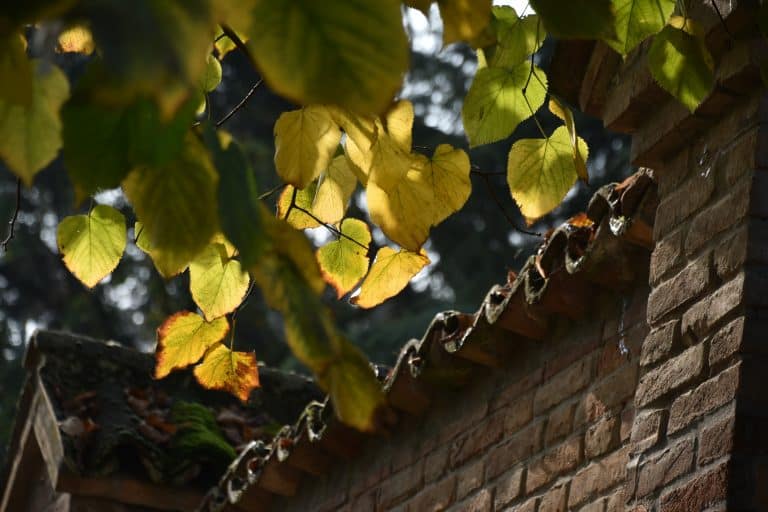 Castell’arquato 2024 (5)