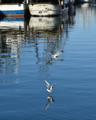 Chioggia 2024 (37)