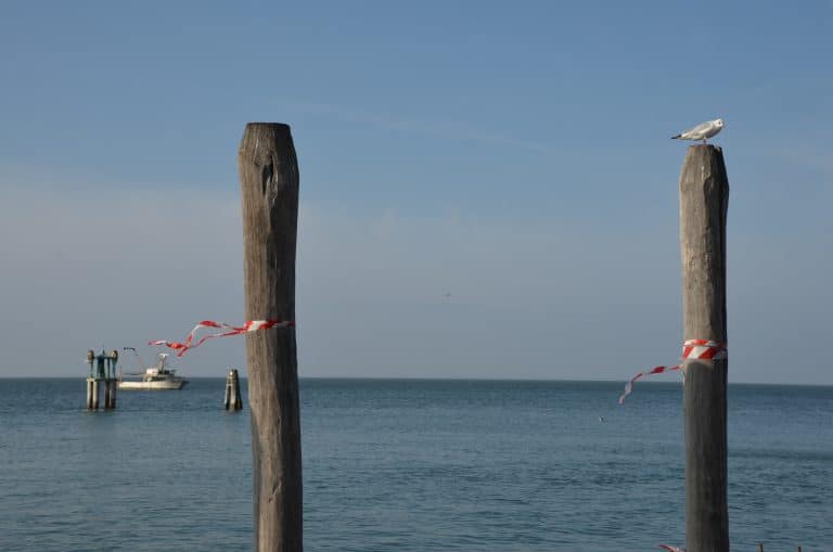 Pellestrina 2024 (7)