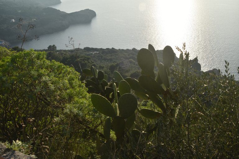 Capri 2025 (29) (カプリ島)
