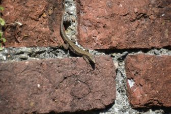 北イタリアのカスティリオーネ・オロナで、壁を走っていたトカゲ