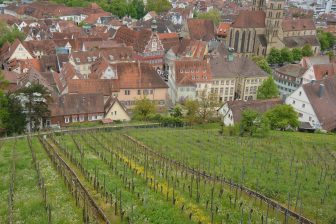 Landscape with vineyards
