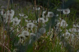 dandelion's fluffs seen in Esslingen am Neckar, Germany