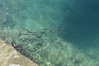 ギリシャのクレタ島、アギオス・ニコラオスにあるヴーリスマーニ湖で群がる魚