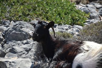 a goat we met during our eastern Crete tour in Greece