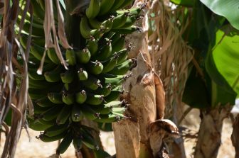 the bananas grown in the backyard of Toplou monastery, one of the destinations of our eastern Crete tour in Greece