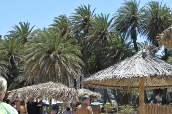 the wild palm forest at Vai Palm Beach, one of the destinations of our eastern Crete tour in Greece