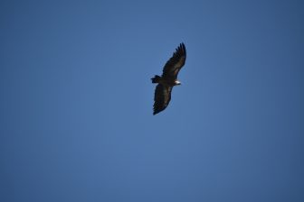 ギリシャのクレタ島東部で見た鷲