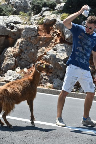 a goat and the guide during our tour to the inland eastern Crete, Greece