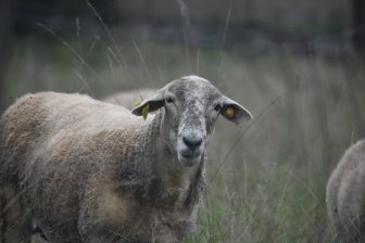 フランス、ペルージュからメクシミューへの道のりの途中にいた羊