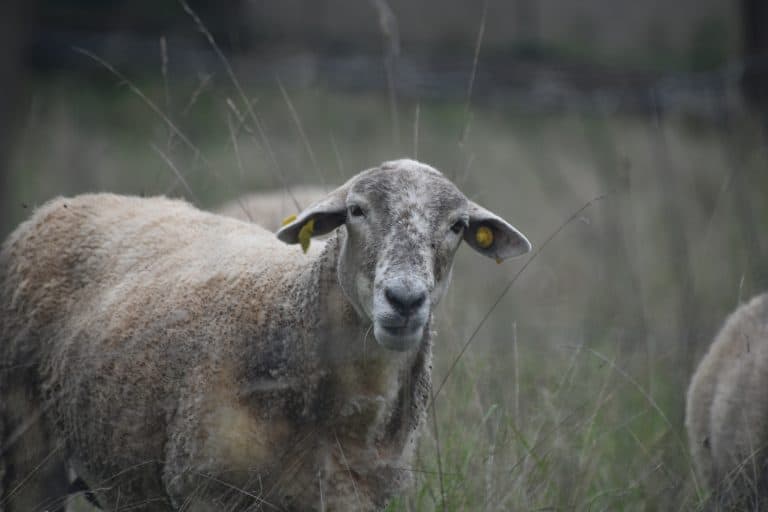 Perouges 2025 (21) (Pérouges)