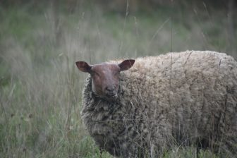 AI不信に陥った日