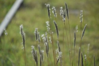 フランスの田舎町、メクシミューの草