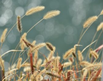 Pizzighettone 2025 (1)