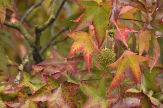 Pizzighettone 2025 (1)