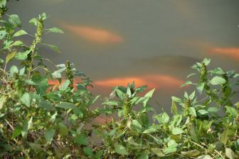 Pizzighettone 2025 (1)