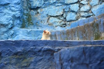 猫が多かったモロッコのシャウエン