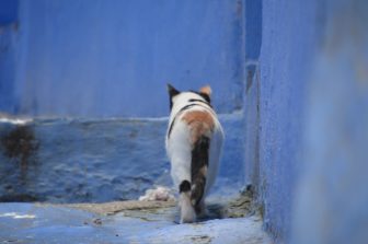 Chefchaouen 2025 (16)