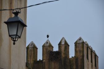 モロッコのフェズのユダヤ人街にいたコウノトリ