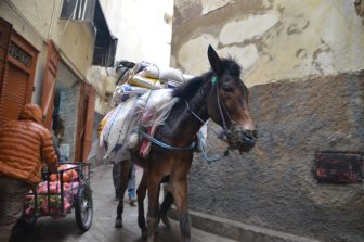 モロッコのフェズのスークを行くミュール