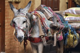 a working donkey seen in the Jewish quarter in Marrakesh, Morocco