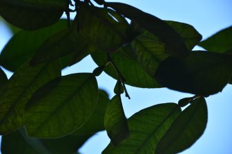 orange leaves in the Bahia Palace in Marrakesh, Morocco