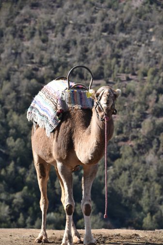 Ourika Valley 2025 (23)