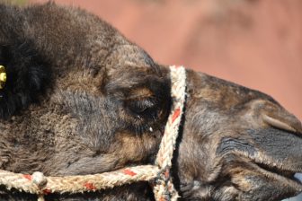 a profile of a camel seen in Ourika Valley, Morocco