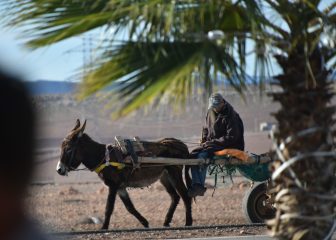 the working donkey seen on the way to Essaouira, Morocco