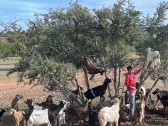 Argan oil and goats