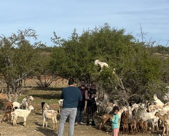 tourists taking photos with the goat on the argan tree near Essaouira, Morocco