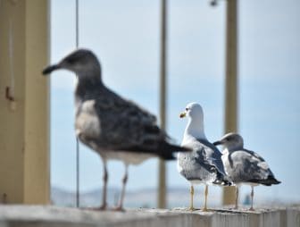 Essaouira 2026 (36)