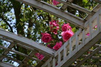 フランス、パリのベルシー公園のバラ園